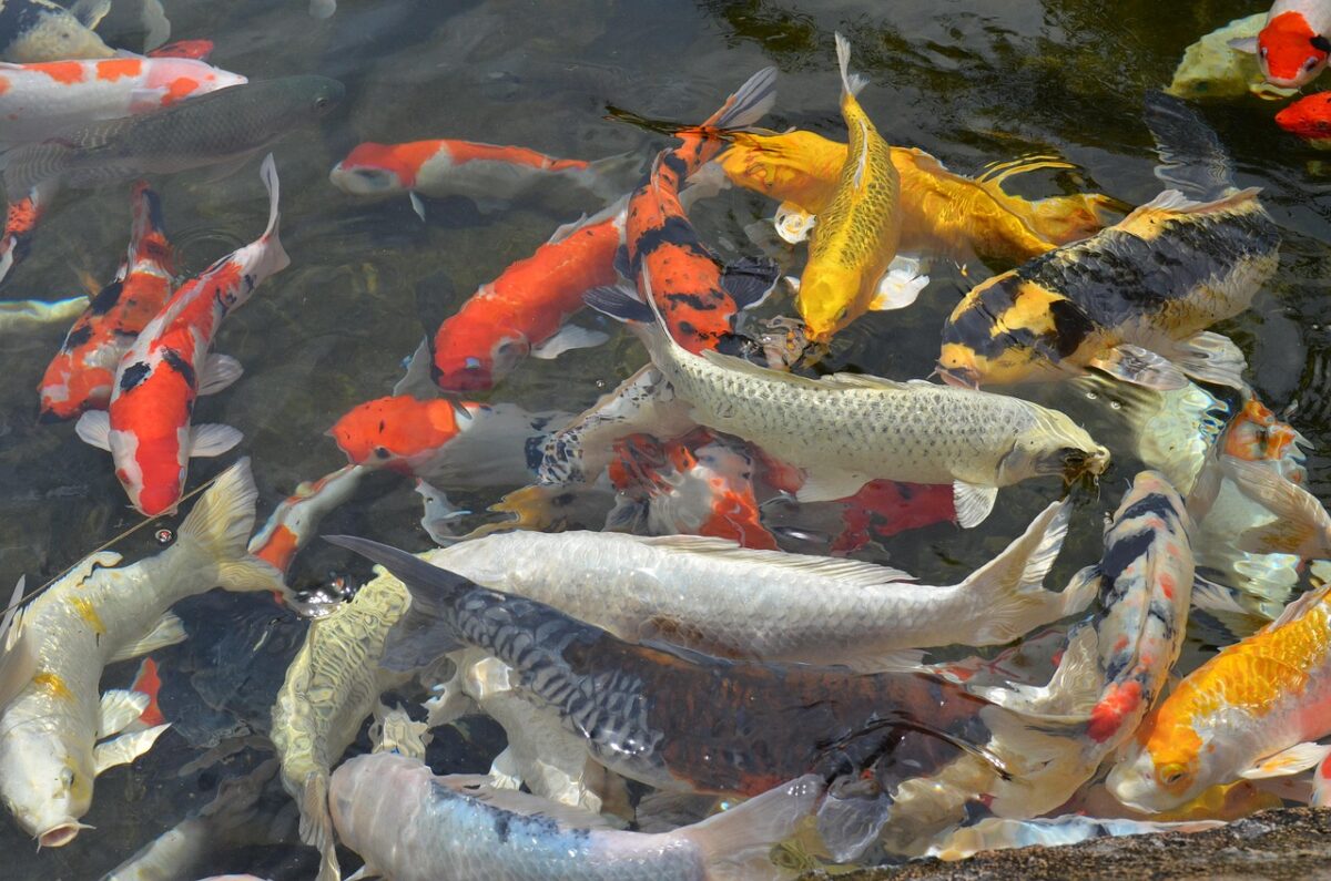 fish, pool, nature, koi fish, ornamental fish, fish pond