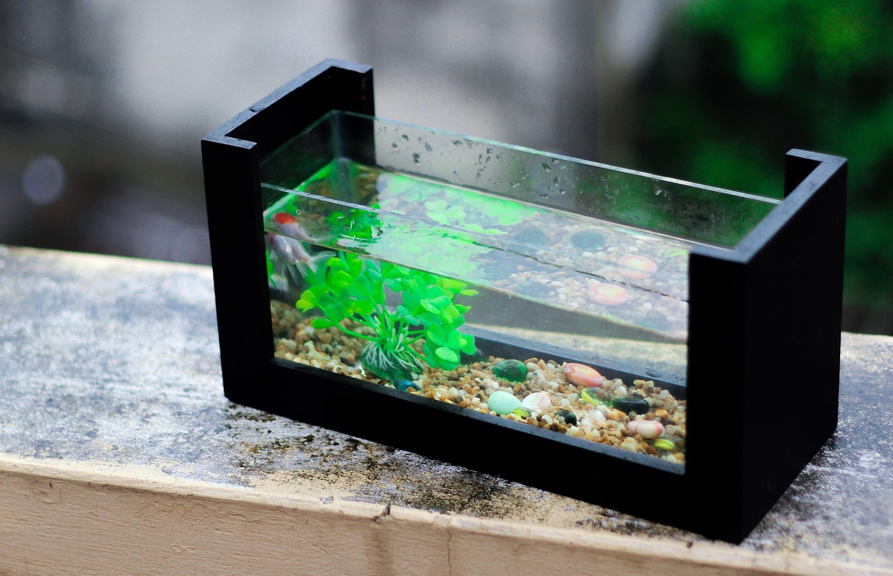 fresh, aquarium, fish, nature, aquarium plant