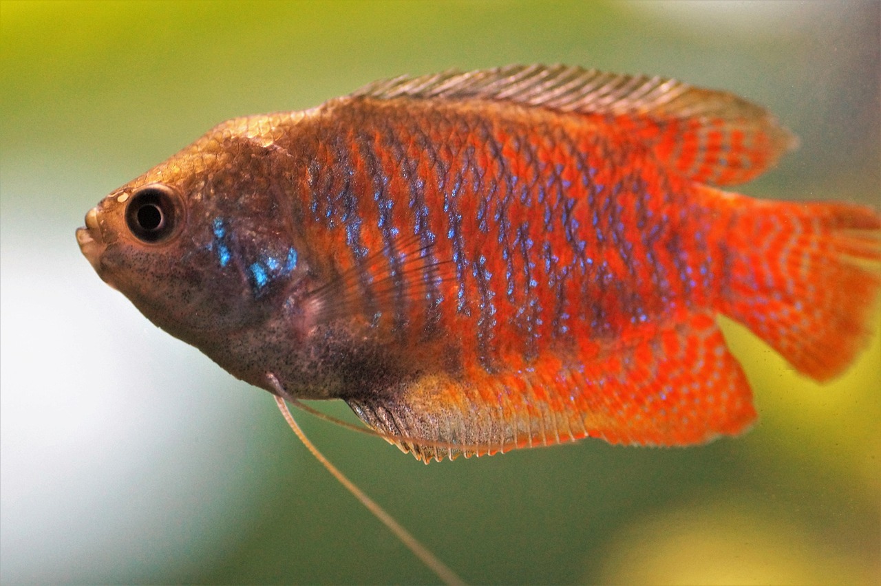 gourami, scrubby, male, aquarium, fish, freshwater, tropical, nature, red