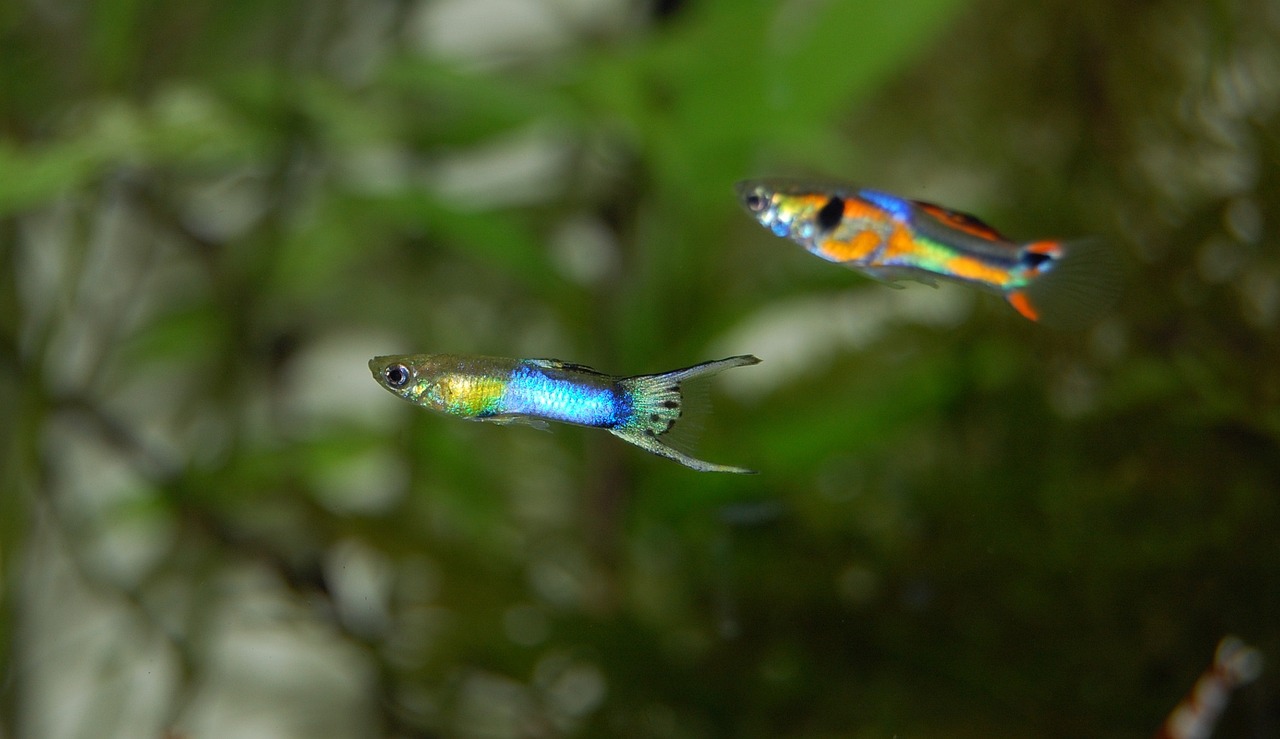 guppy, fish, aquarium, freshwater, colorful, underwater world, ornamental fish, animal, multicoloured, aquatic life, close up, water, coloured, guppy, guppy, guppy, guppy, guppy