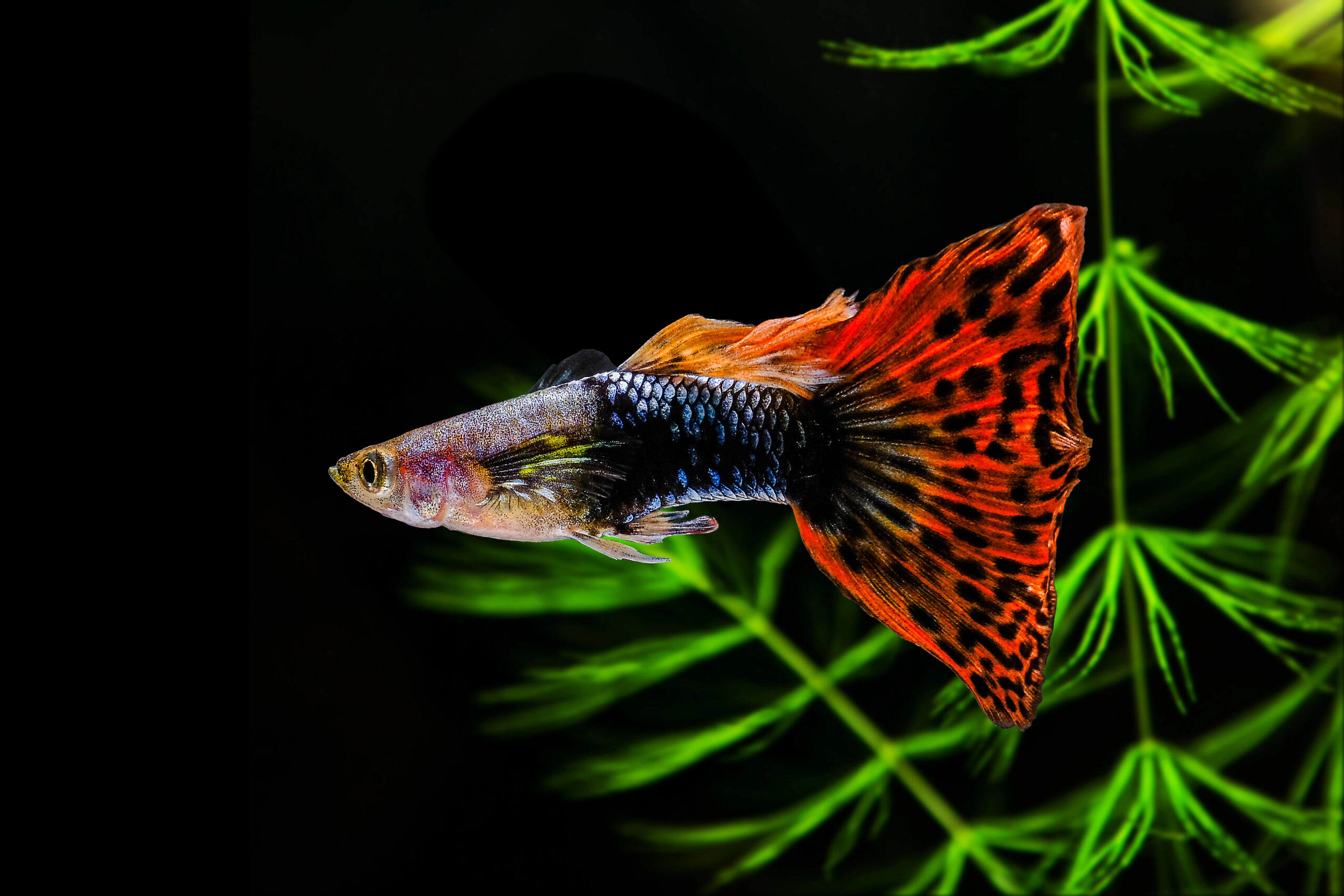 Guppy Multi Colored Fish on a black background with green algae.