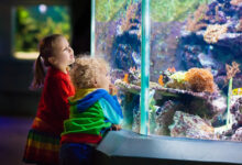 Kids watching fish in tropical aquarium