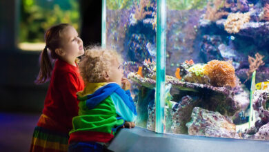 Kids watching fish in tropical aquarium