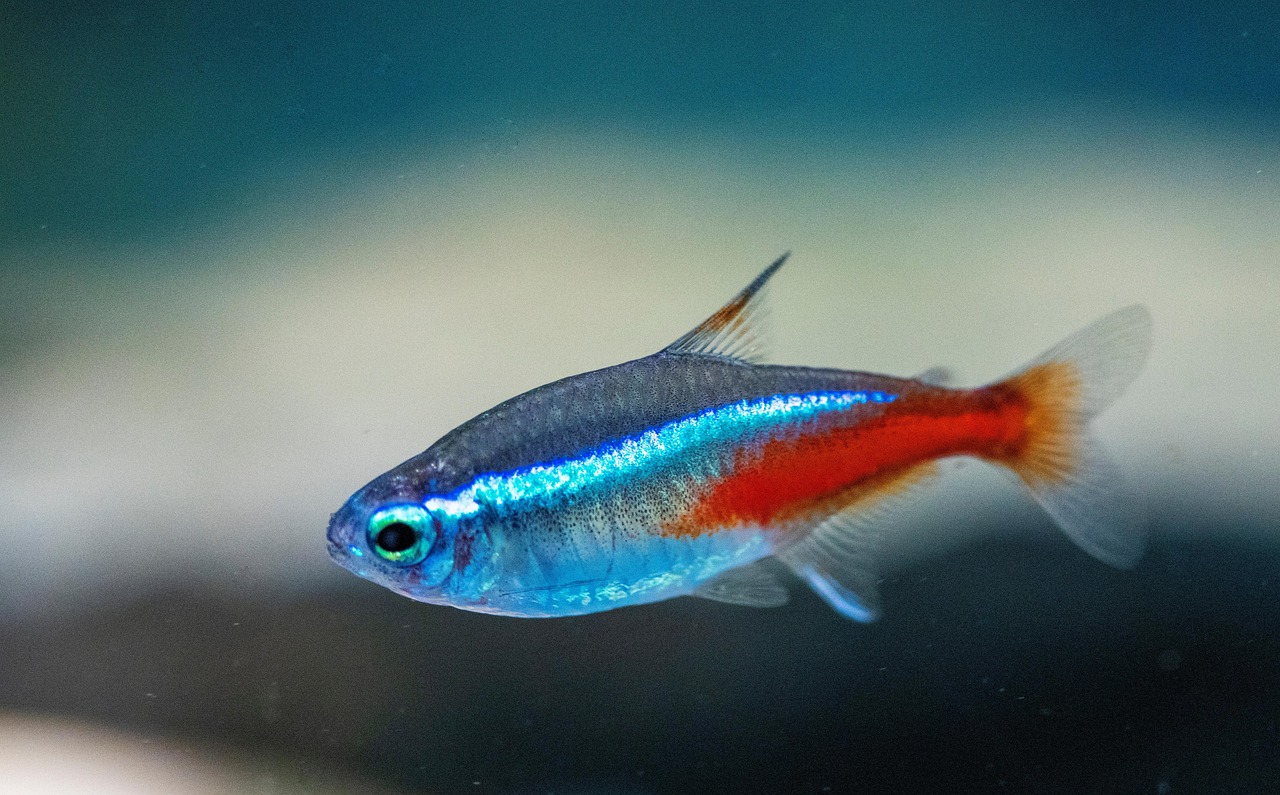 neon tetra, nature, fish, underwater, animal, pet, freshwater, aquarium, closeup