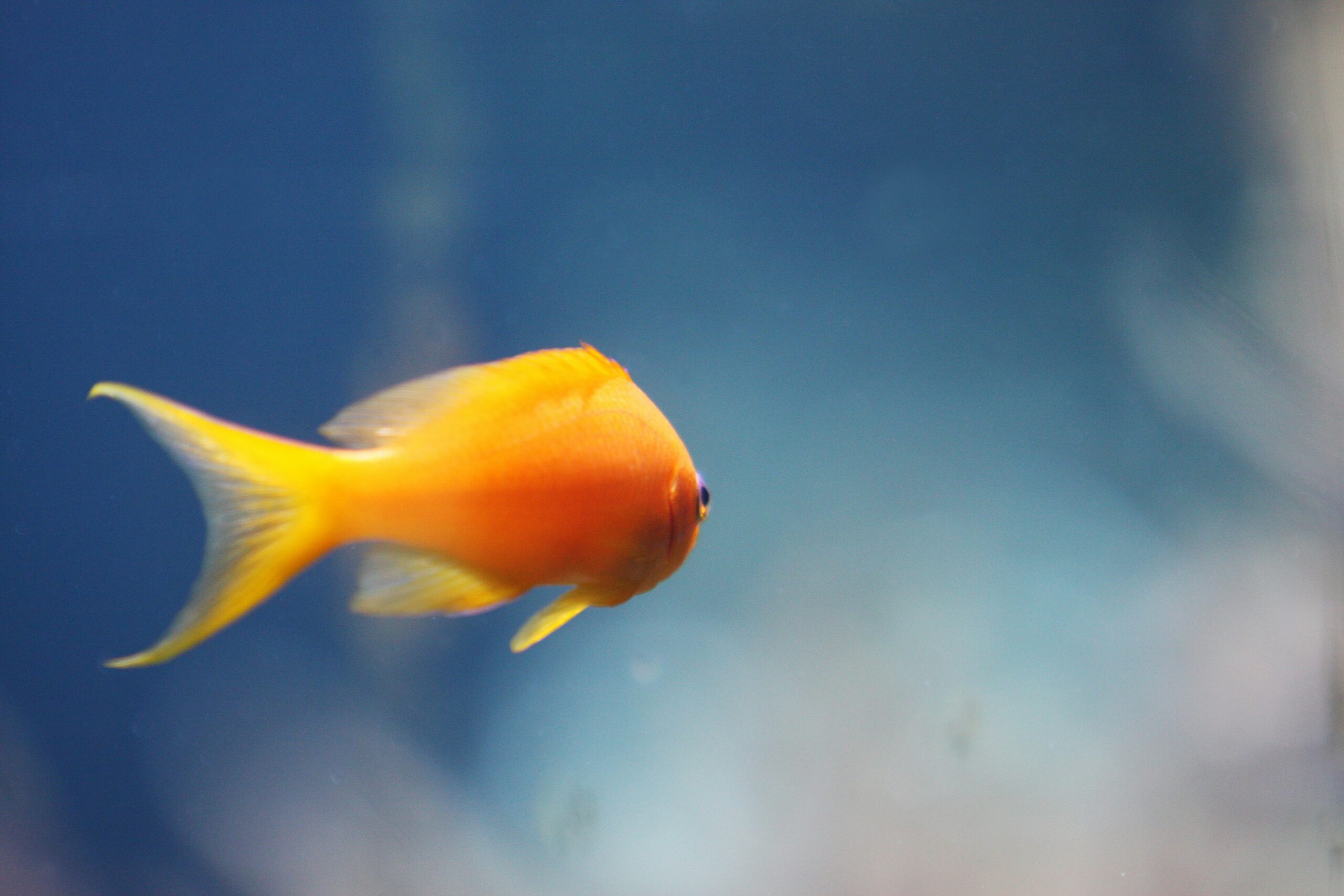Goldfish floating upside down dead inside fish bowl