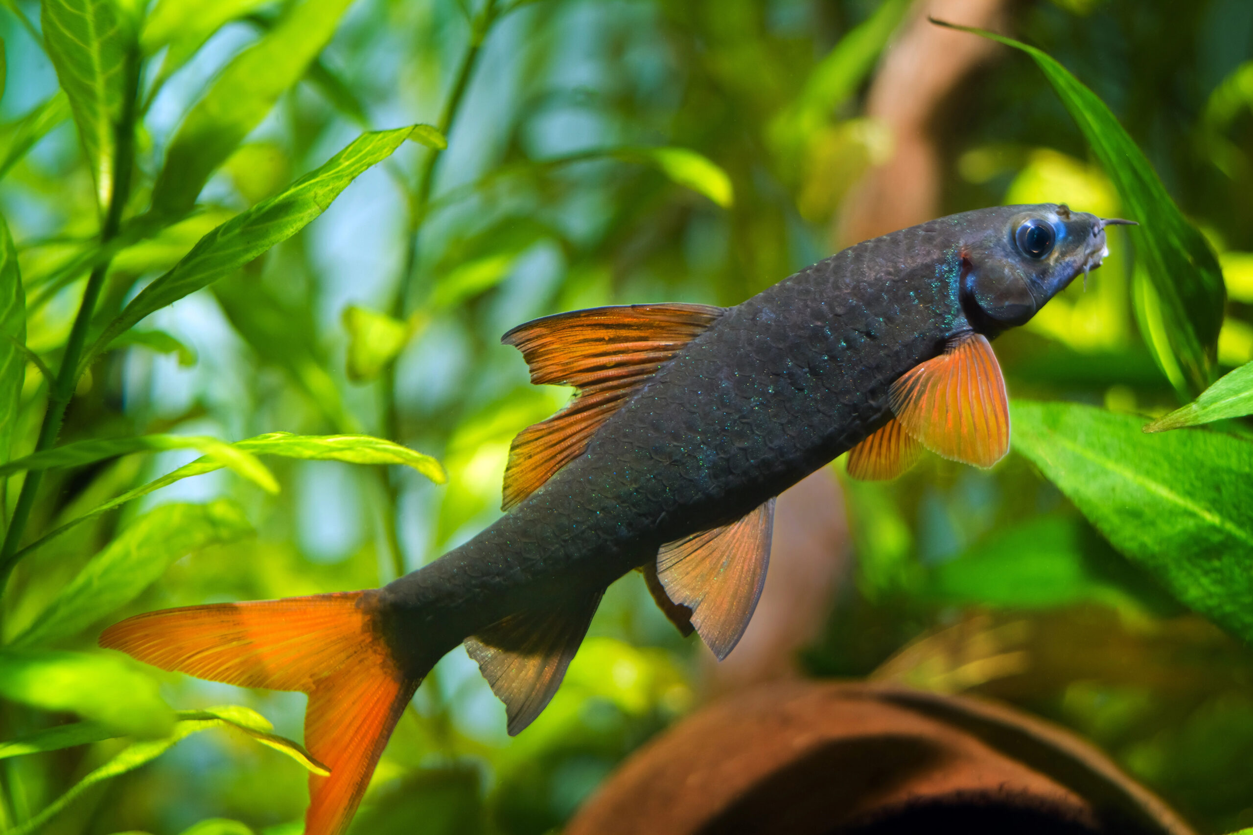 popular freshwater cleaner species labeo shark, aged speciemen with black body and orange fins live in planted nature aquarium, beautiful pet