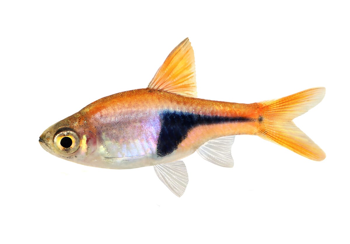 A closer look at Easy To Handle Fish For Small Tanks