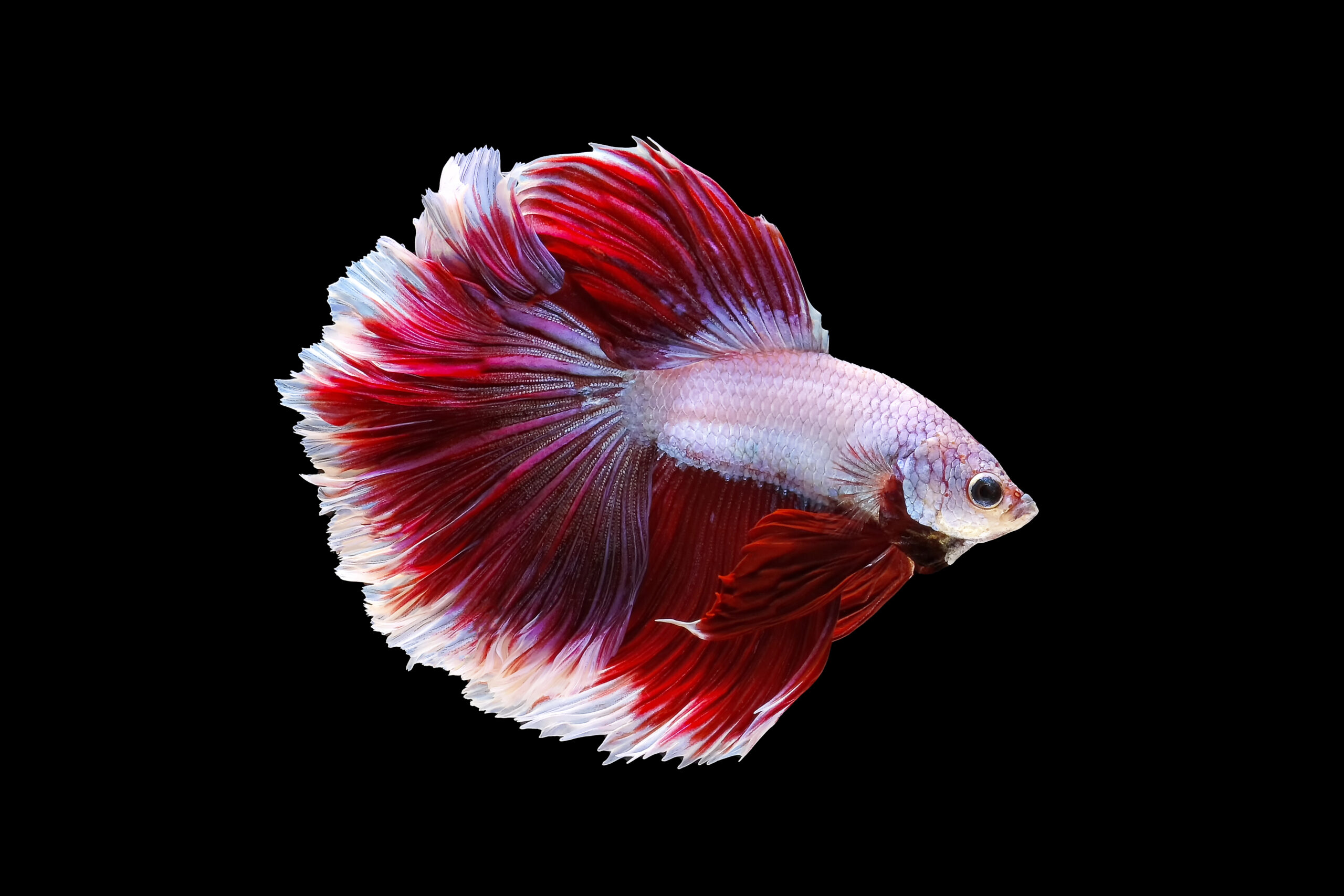 Red and white betta fish are fighting, Siamese fighting fish, Betta fish on black background.