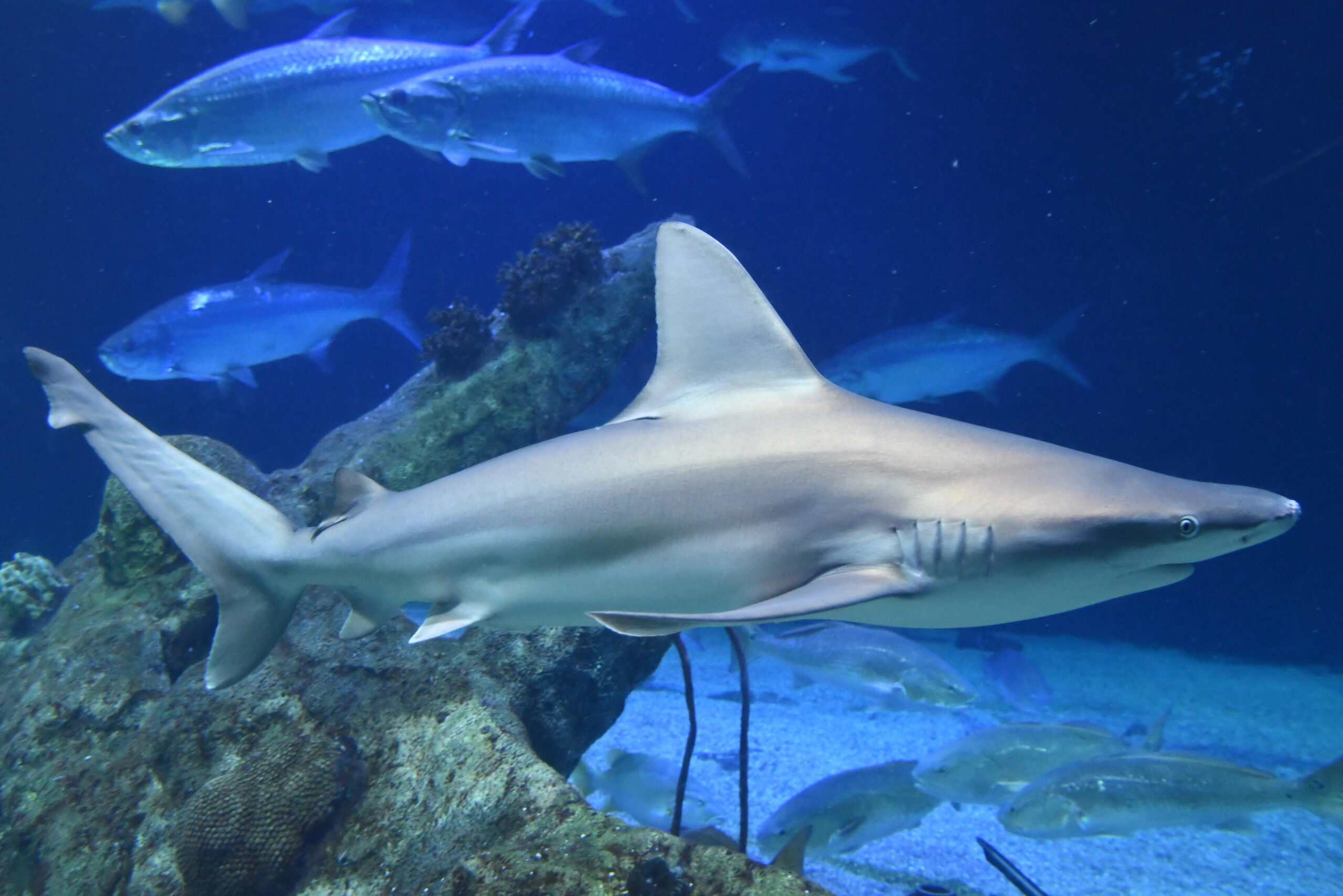 Shark Fish in Water