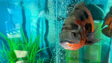A fish in a tank. She is watching you