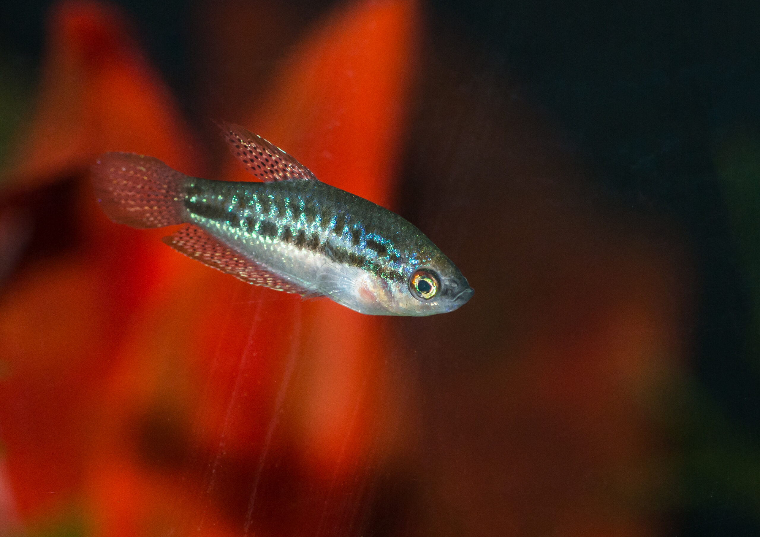 A macro shot of a sparkling gourami tropical