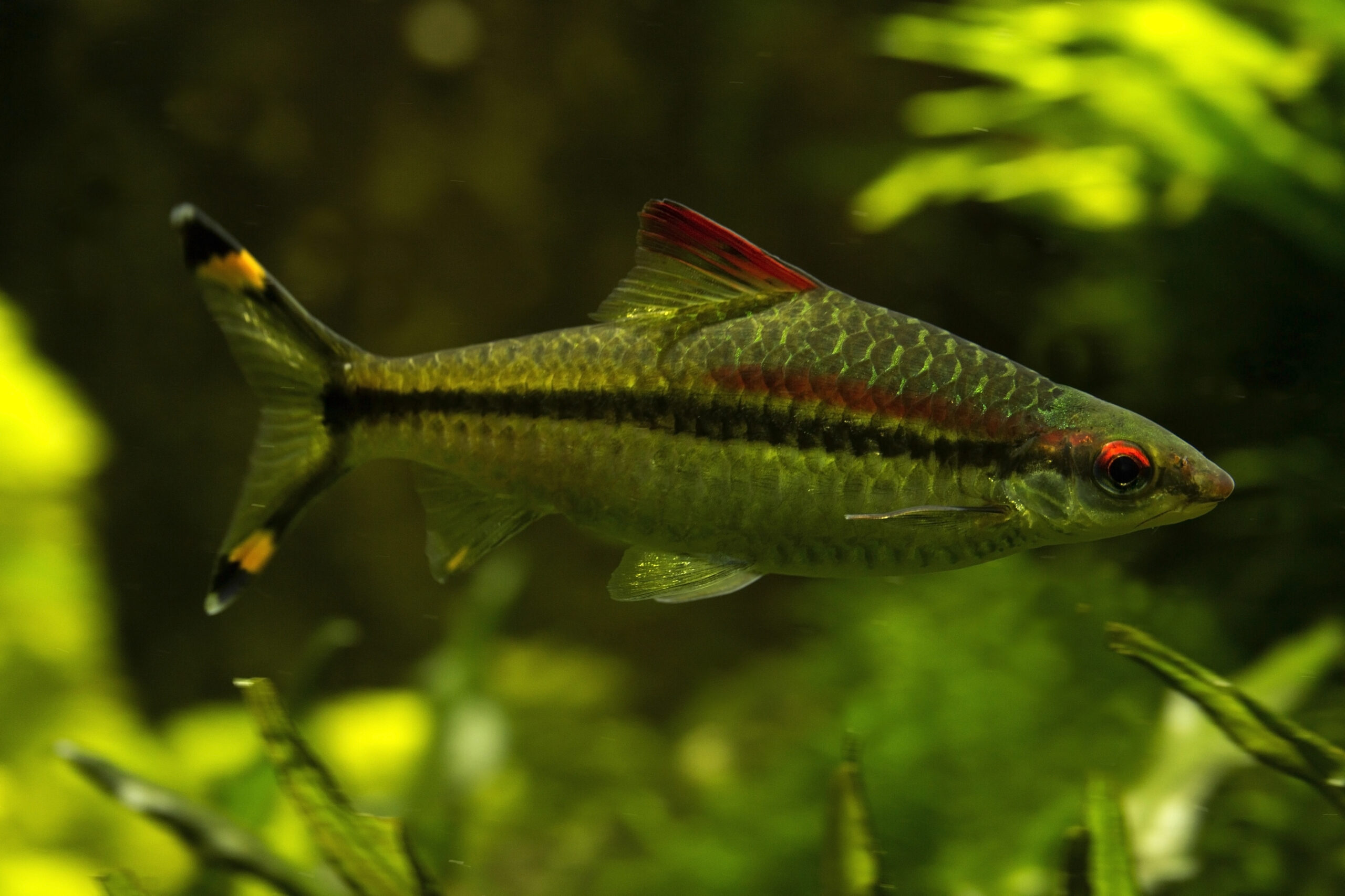 The Denison barb, Denison's barb, Miss Kerala, red-line torpedo barb, or roseline shark (Sahyadria denisonii).