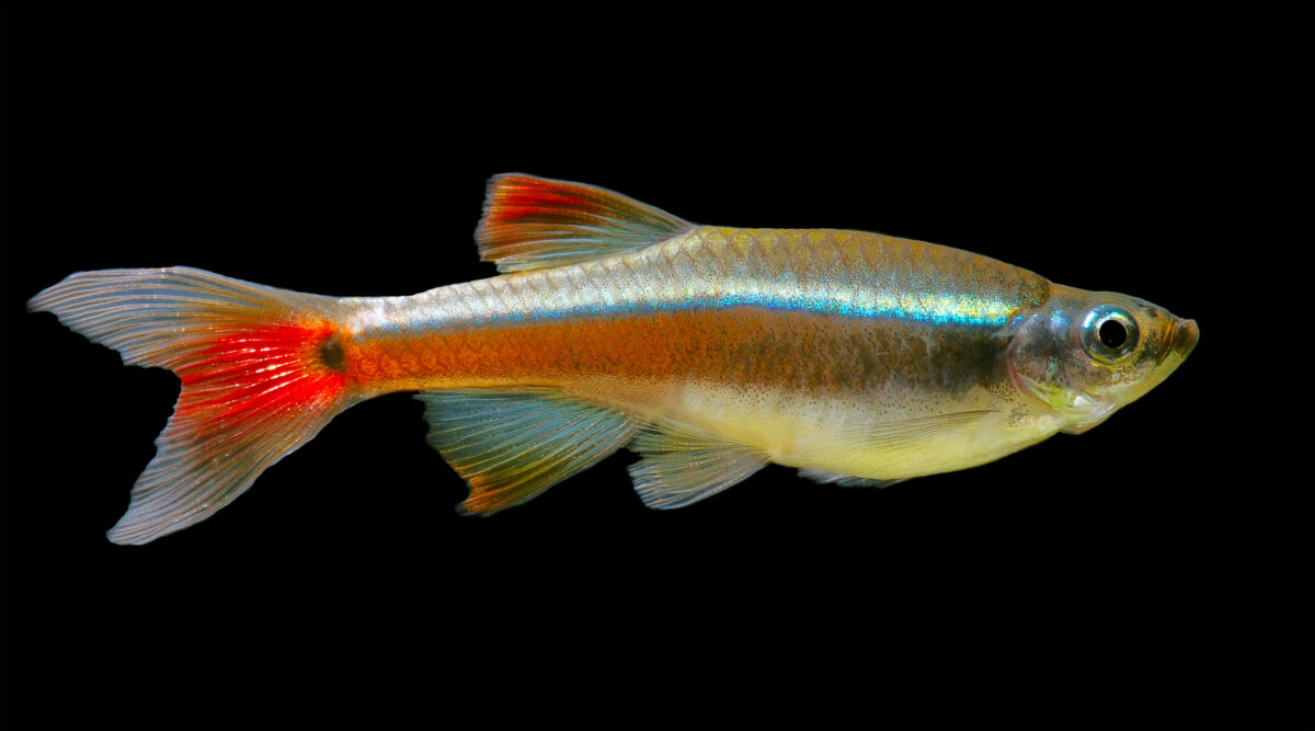 White Cloud Mountain minnow.
