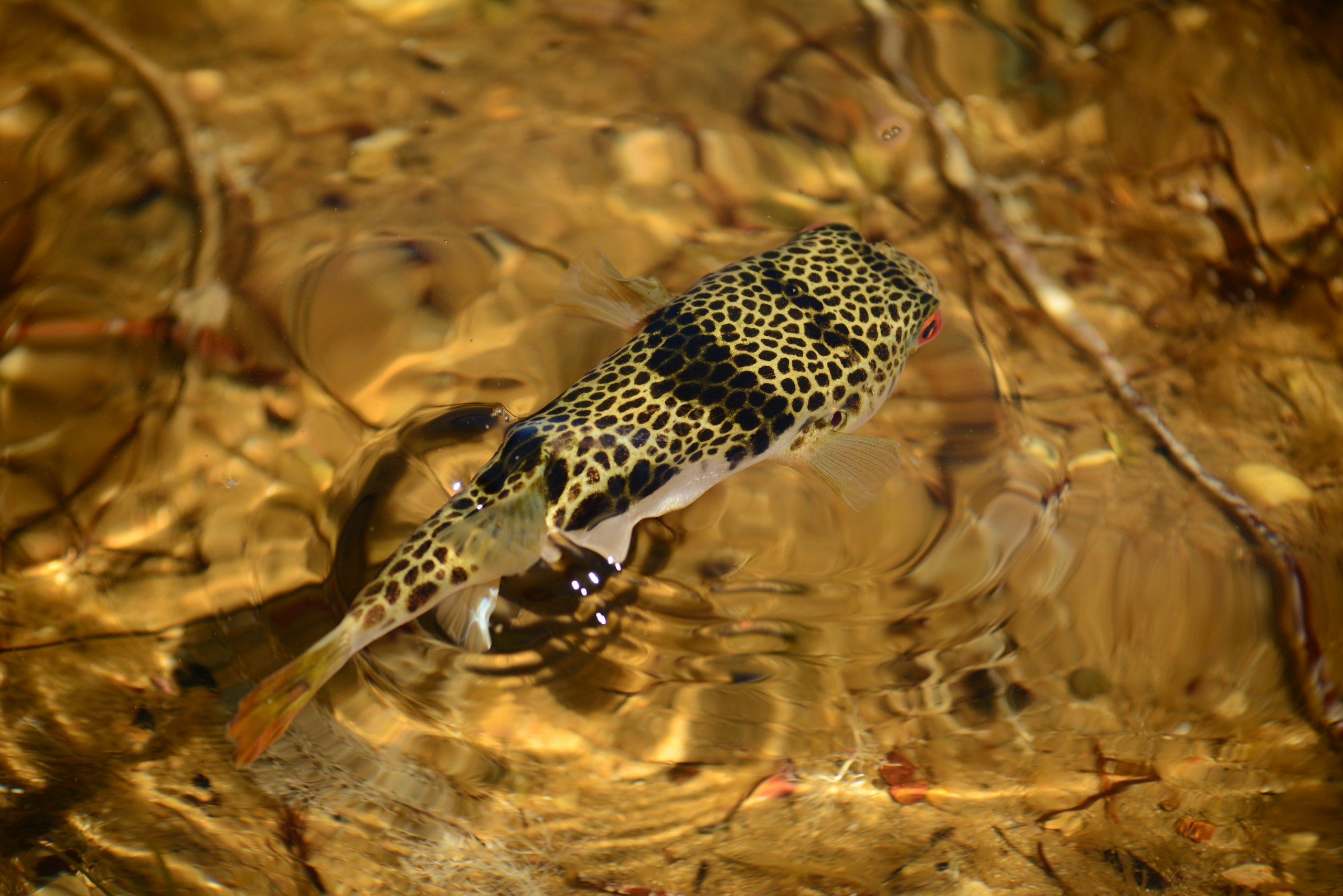 a black spotted pufferfish floating on top of a body of water stockpack unsplash