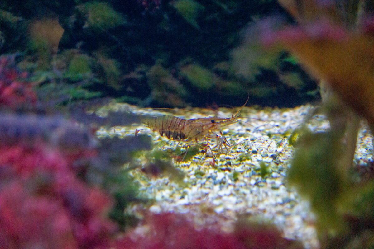 A shrimp on the bottom of a tank.