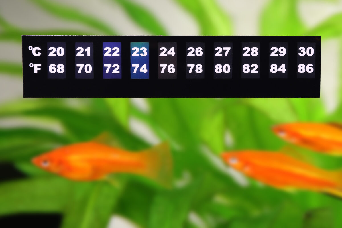 Aquarium thermometer temperature in tropical fish aquarium
