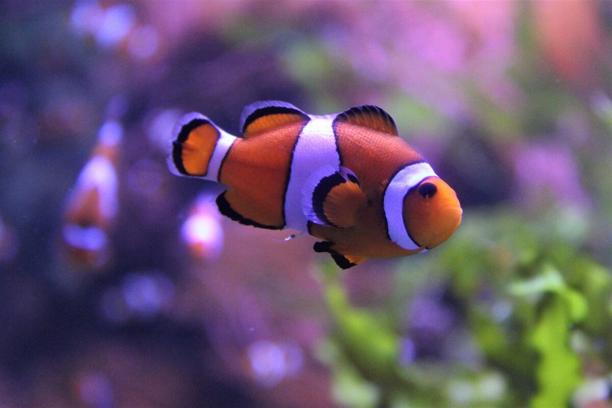 Clownfish in water.