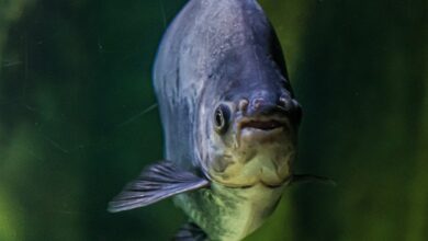 fish, piranha, nature, threat, aquarium, underwater, risk, exotic, tropical, to swim, piranhas