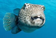 fish, underwater, nature, dive, giant puffer fish, puffer fish