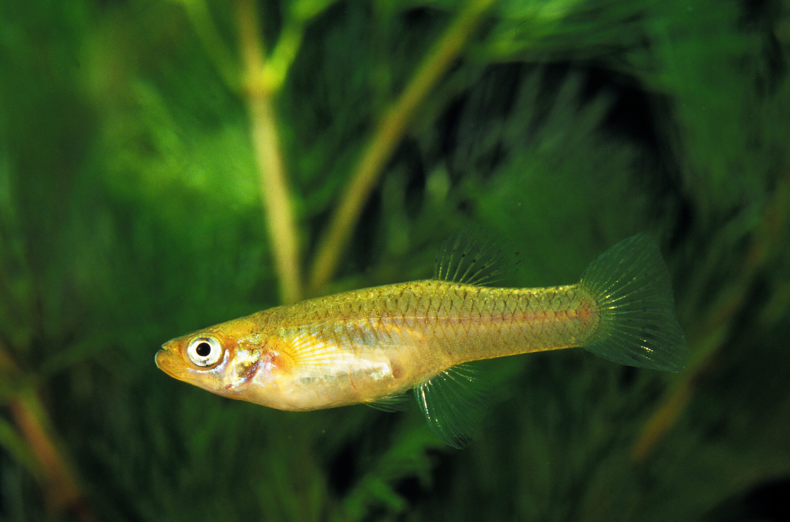 GAMBUSIE gambusia affinis.