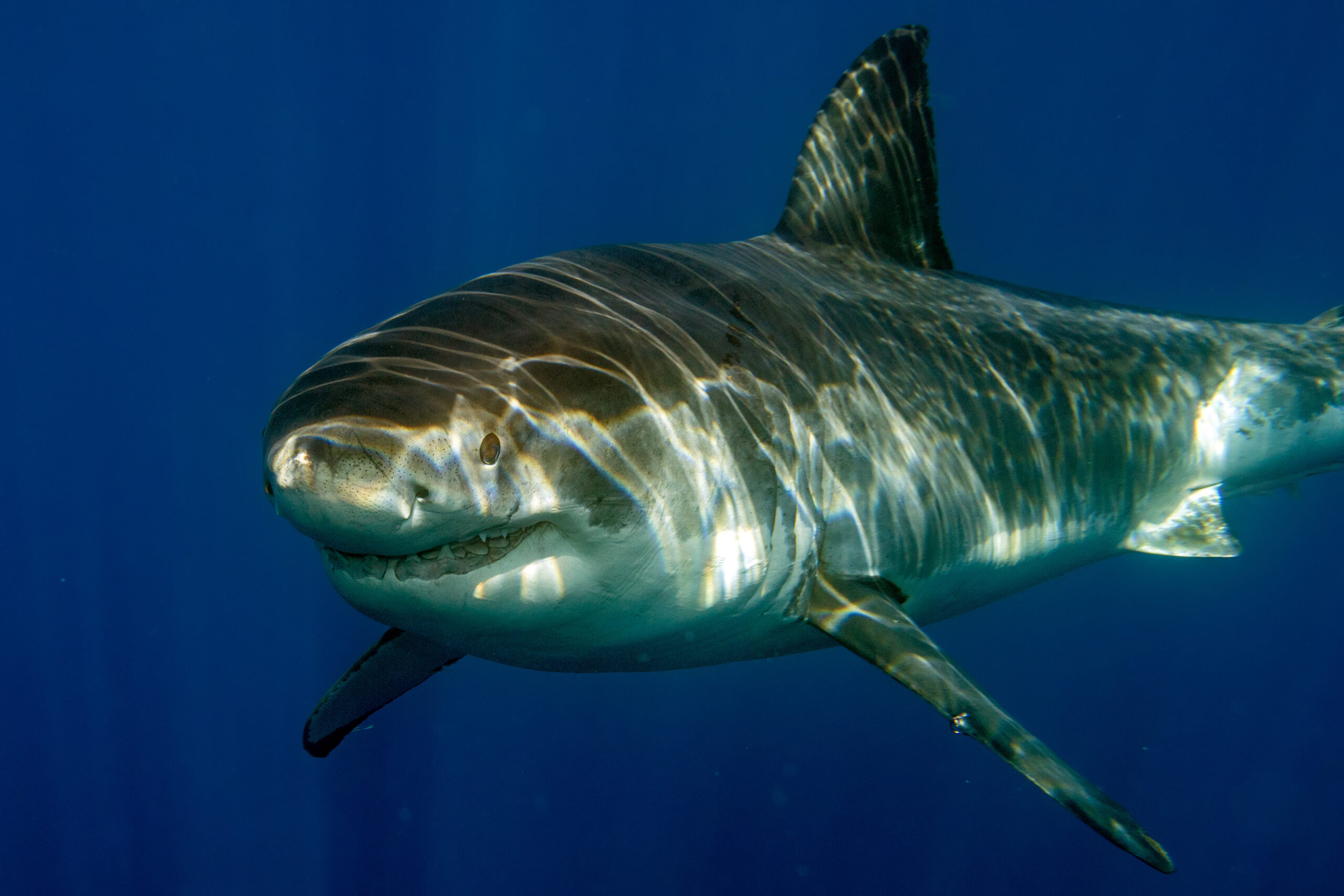 Great White shark ready to attack