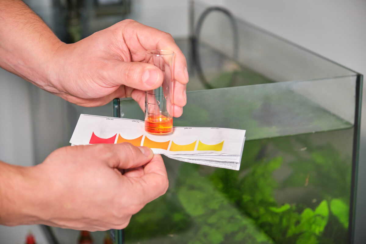 Hands holding nitrate test in front of freshwater aquarium.