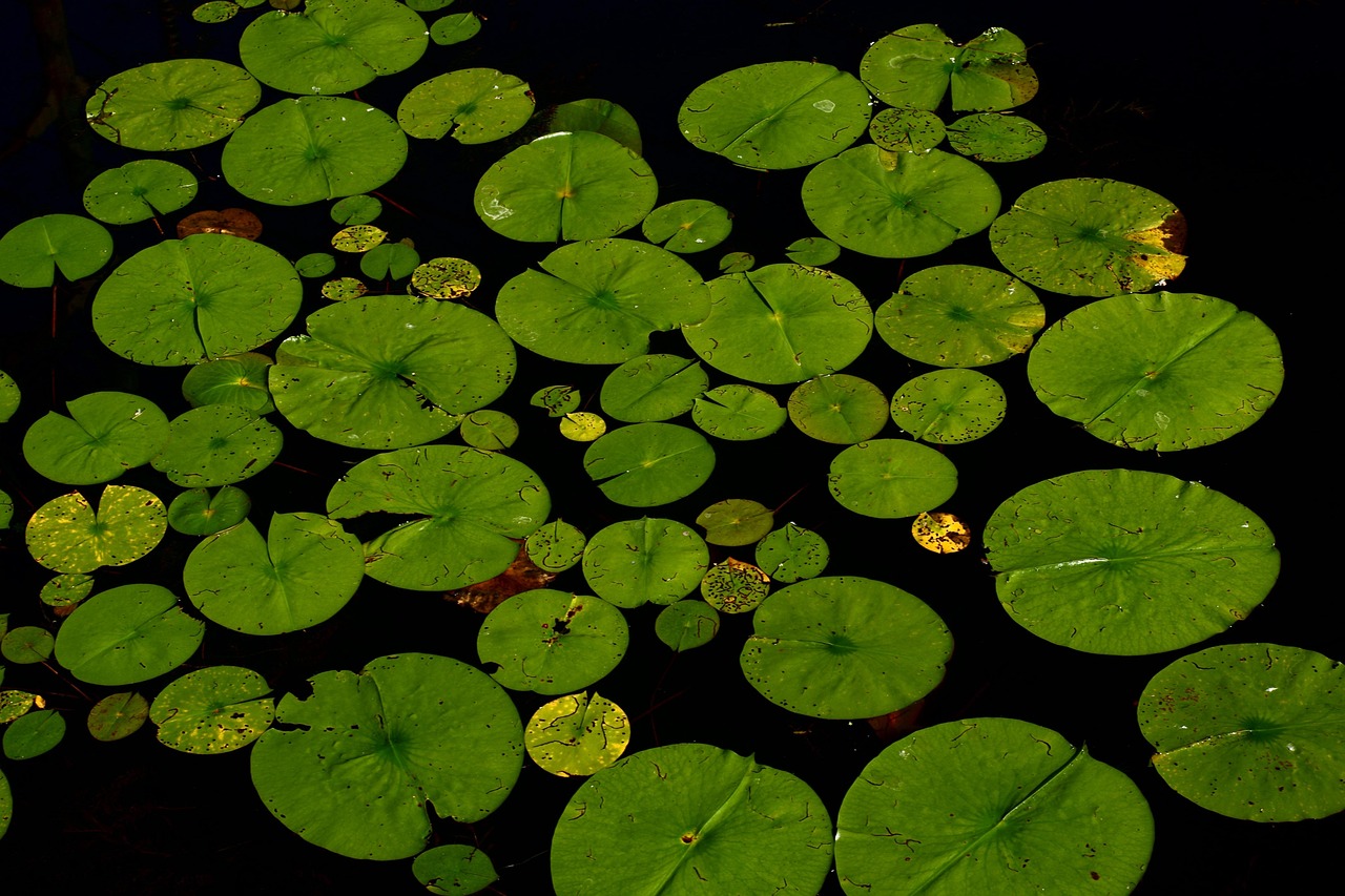 leaves, plants, lily pads, water lily, aquatic plant, flora, water, pond, biotope, nature, lily pads, lily pads, water lily, pond, pond, pond, pond, pond