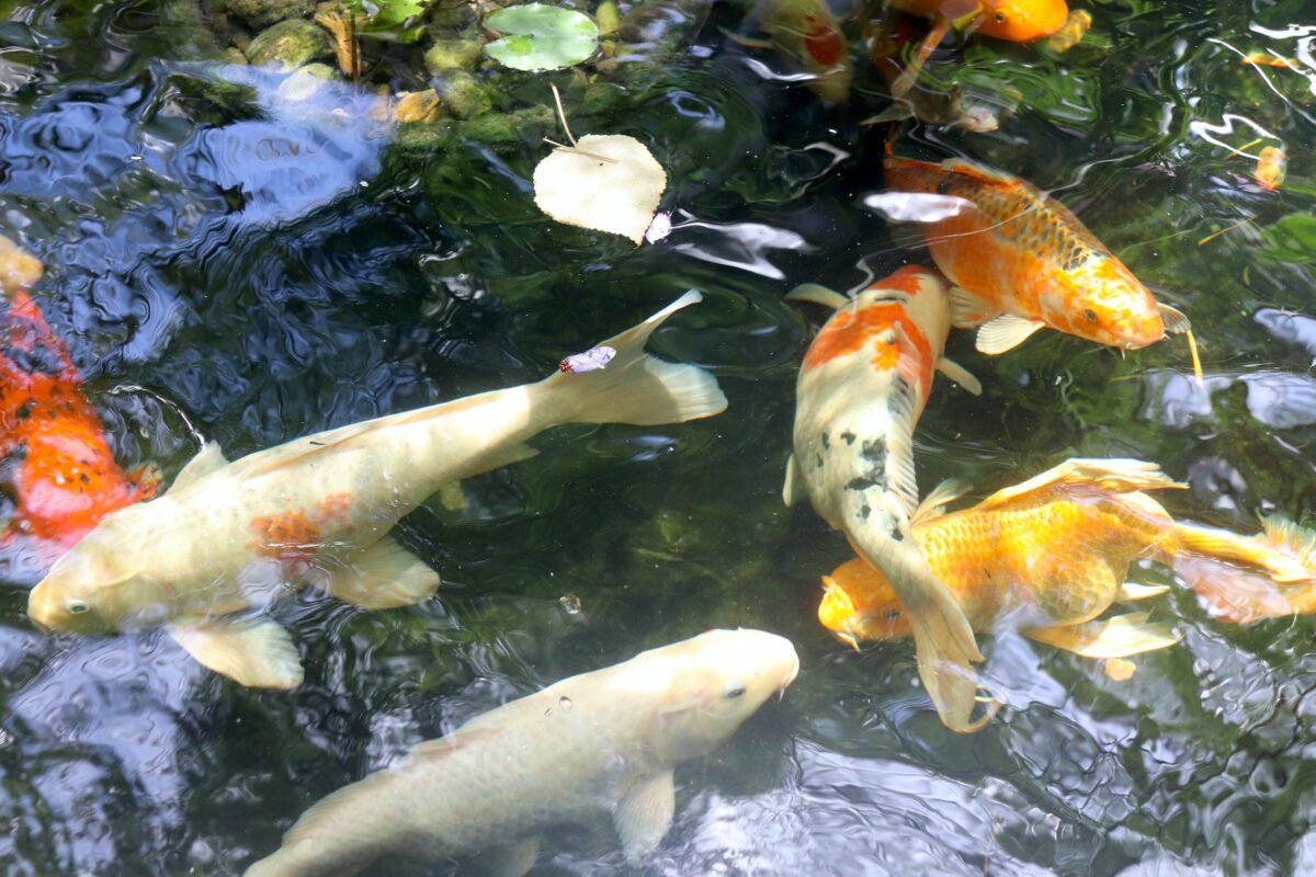 Fish in an outdoor pond. 
