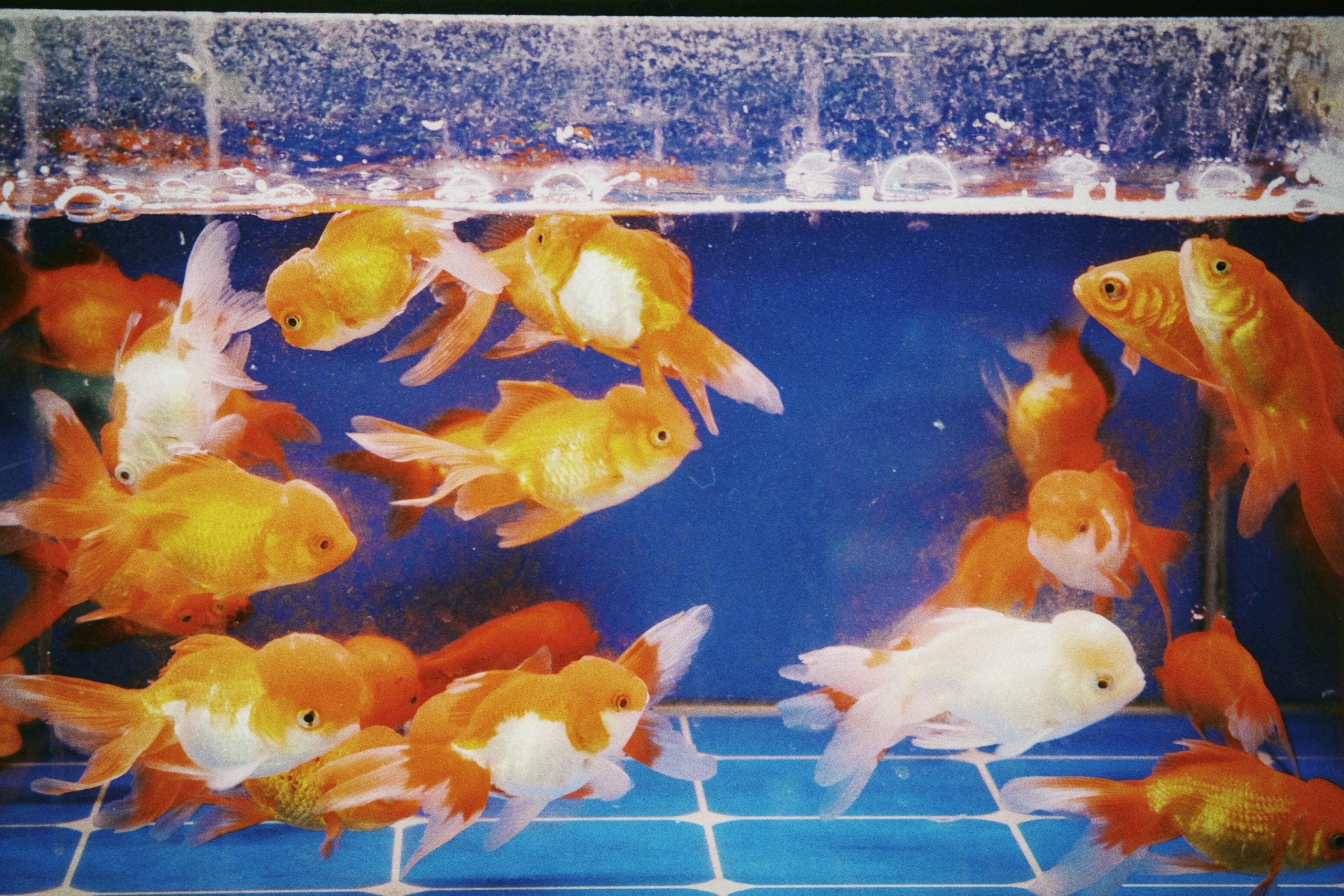 Fish being overfed by hand with fish food
