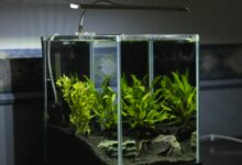 nano tank