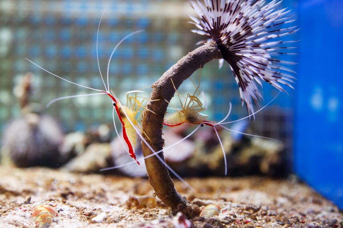 Northern cleaner shrimps in a tank. 