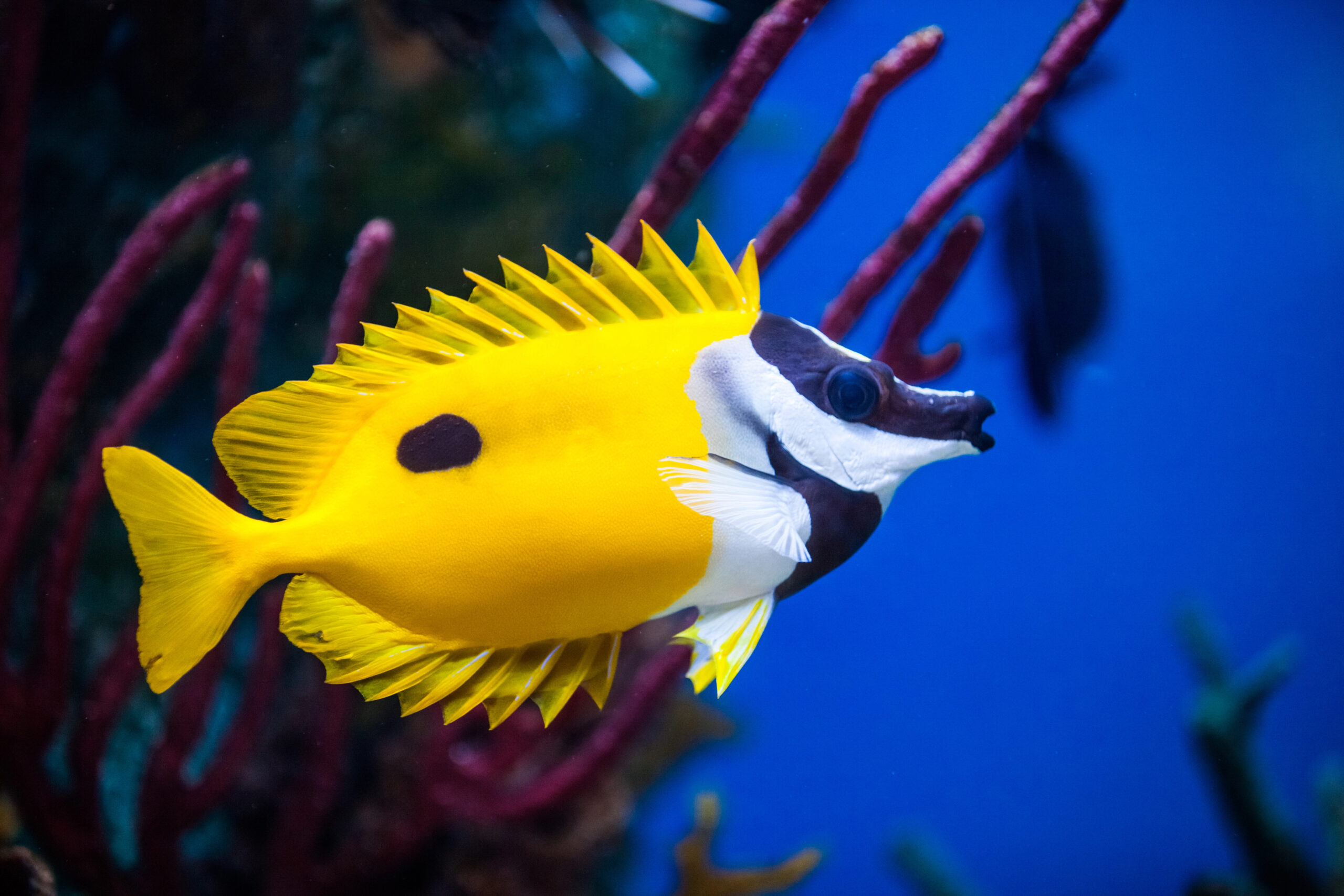 Onespot foxface rabbitfish closeup in an saltwater aquarium stockpack deposit photos Onespot Foxface Rabbitfish Closeup in an Saltwater Aquarium
