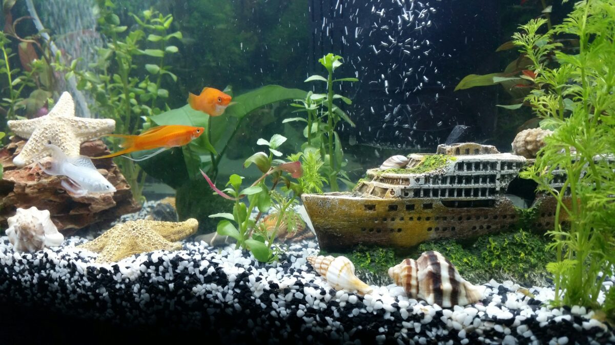 Home aquarium setup.