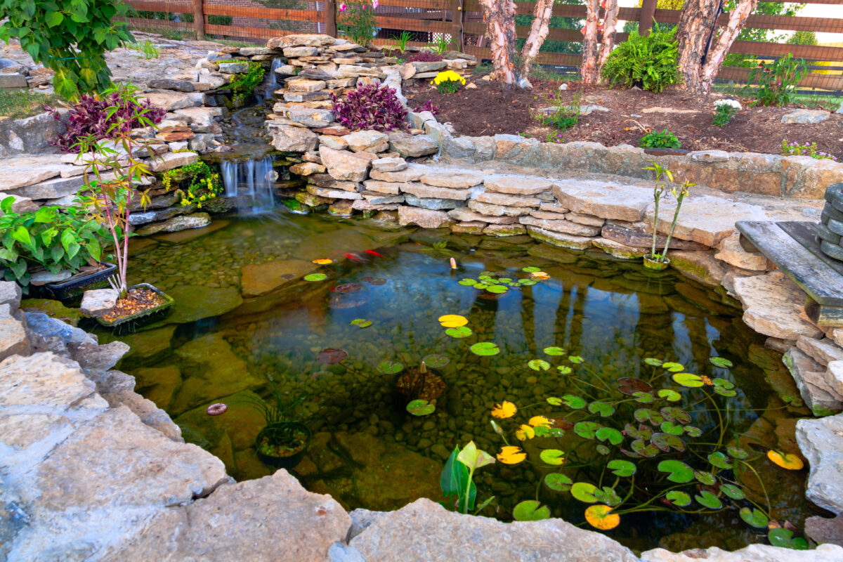Pond in backyard with fish.