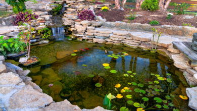 Pond