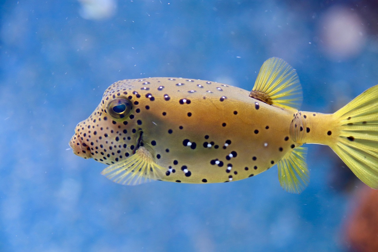 puffer fish, fish, the aquazoo düsseldorf, nature, aquarium, dotted, rivers