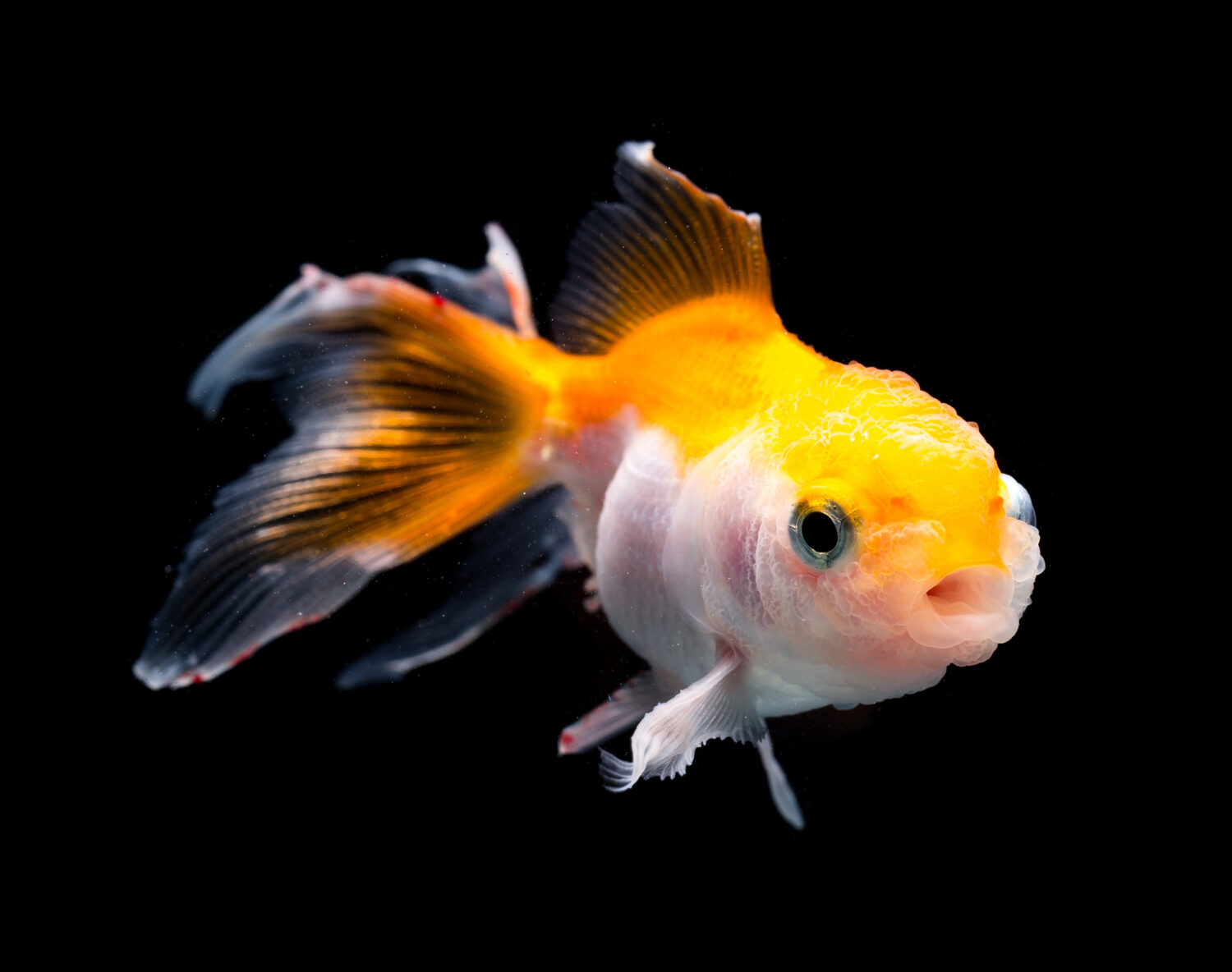 goldfish health problems Goldfish