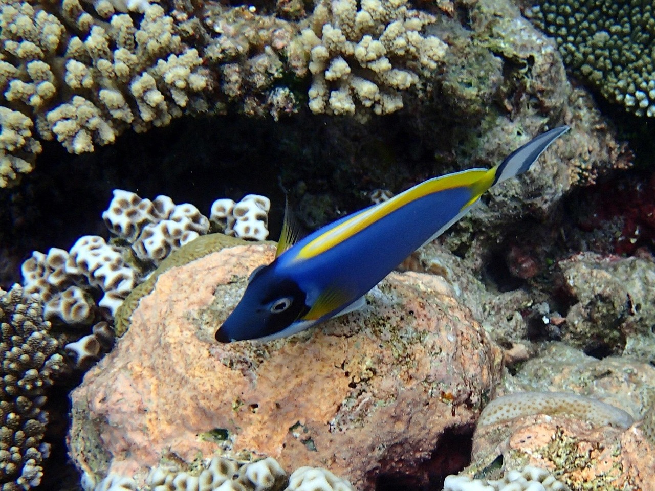 surgeonfish, acanthurus, leucosternon, fish, surgeonfish, surgeonfish, surgeonfish, surgeonfish, surgeonfish