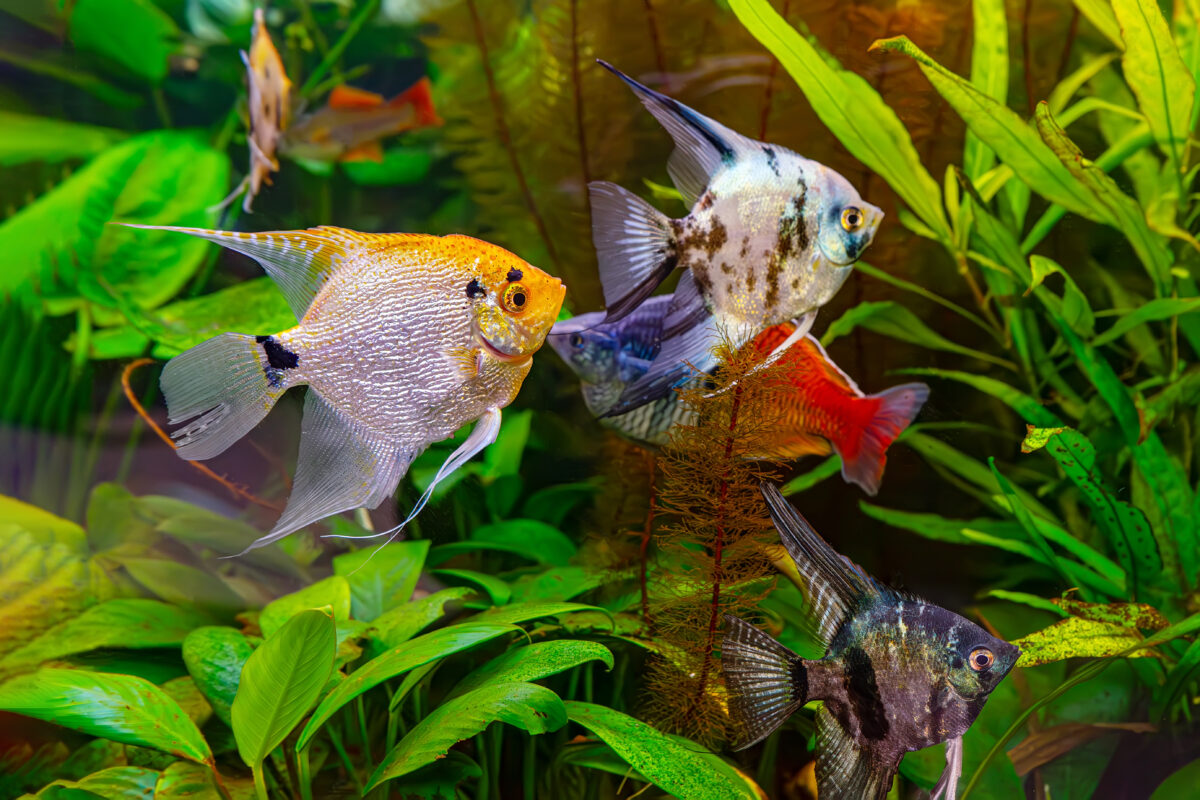 Tropical fish Pterophyllum scalare altum, angelfish swimming in aquarium water wtih green algae. Brown fish in oceanarium pool. Aquatic organism, underwater life, aquarium pet