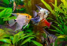Tropical fish Pterophyllum scalare altum, angelfish swimming in aquarium water wtih green algae. Brown fish in oceanarium pool. Aquatic organism, underwater life, aquarium pet