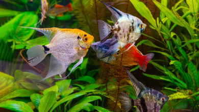 Tropical fish Pterophyllum scalare altum, angelfish swimming in aquarium water wtih green algae. Brown fish in oceanarium pool. Aquatic organism, underwater life, aquarium pet