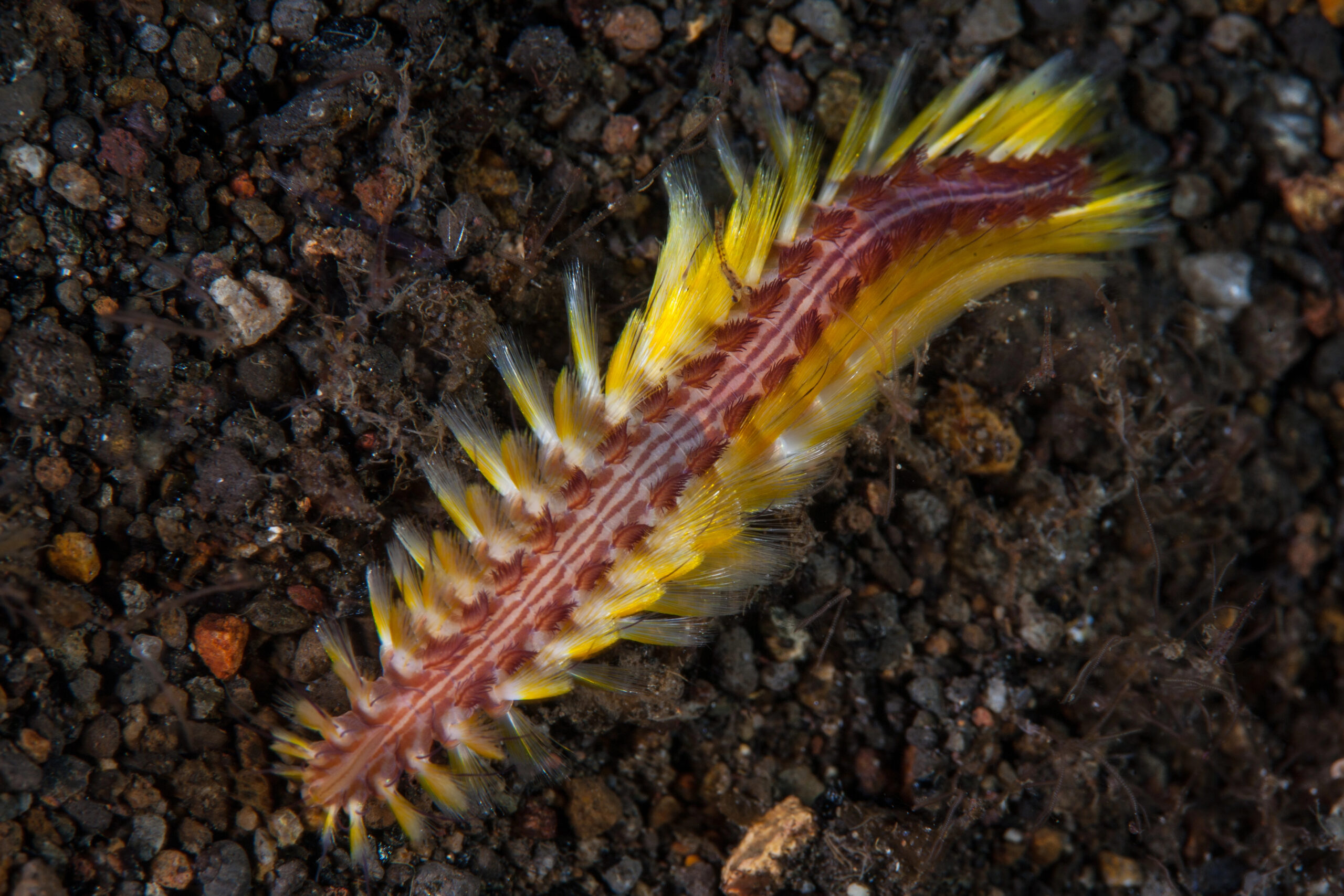 close up on the fine hairs either side of the segmented body of a bristle worm A Bristle worm, Chloe fusca, crawls across a black sand slope in Komodo National Park, Indonesia. This tropical area within the Coral Triangle is known to harbor extraordinary marine biodiversity.