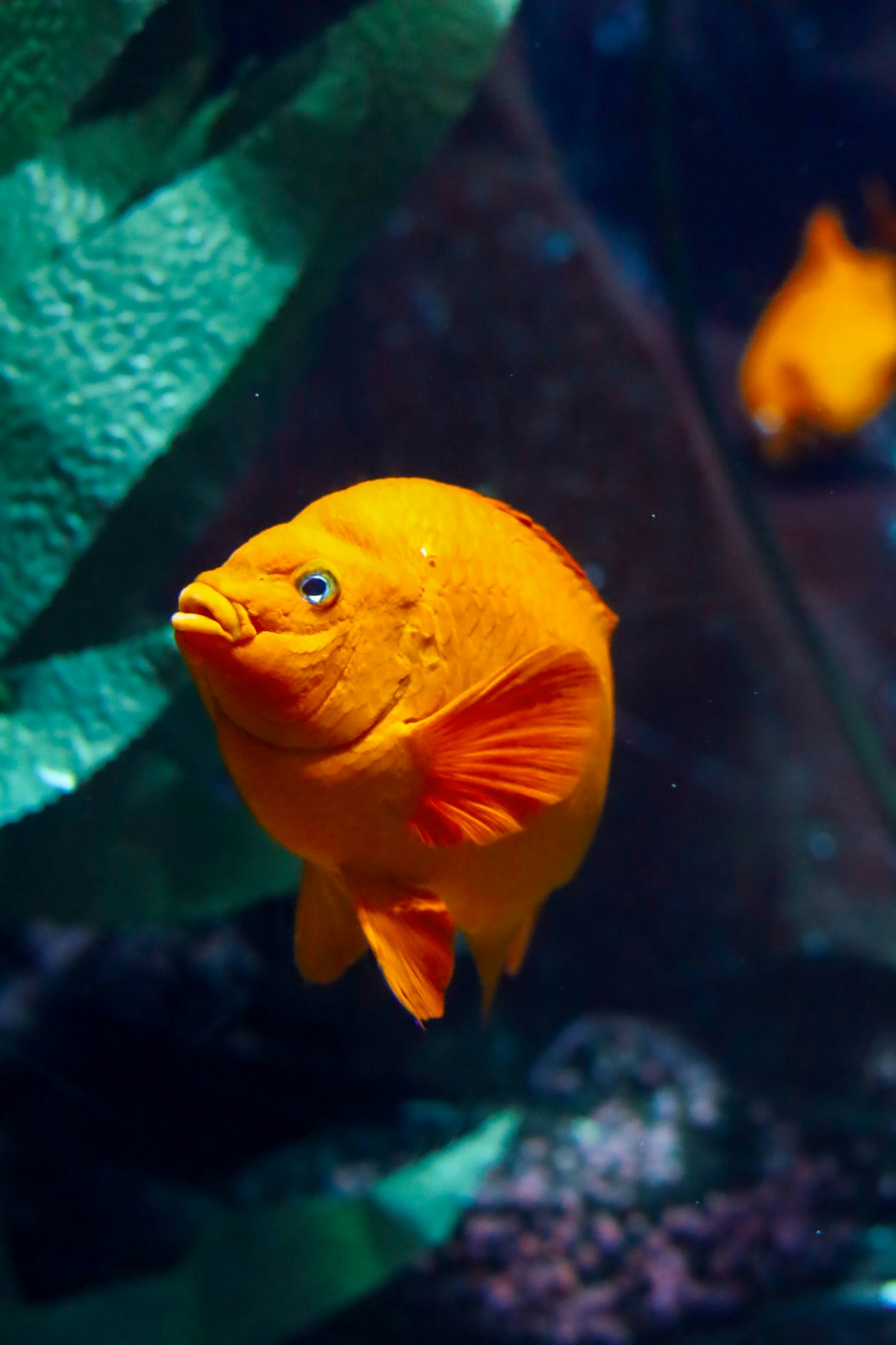 goldfish looking at camera