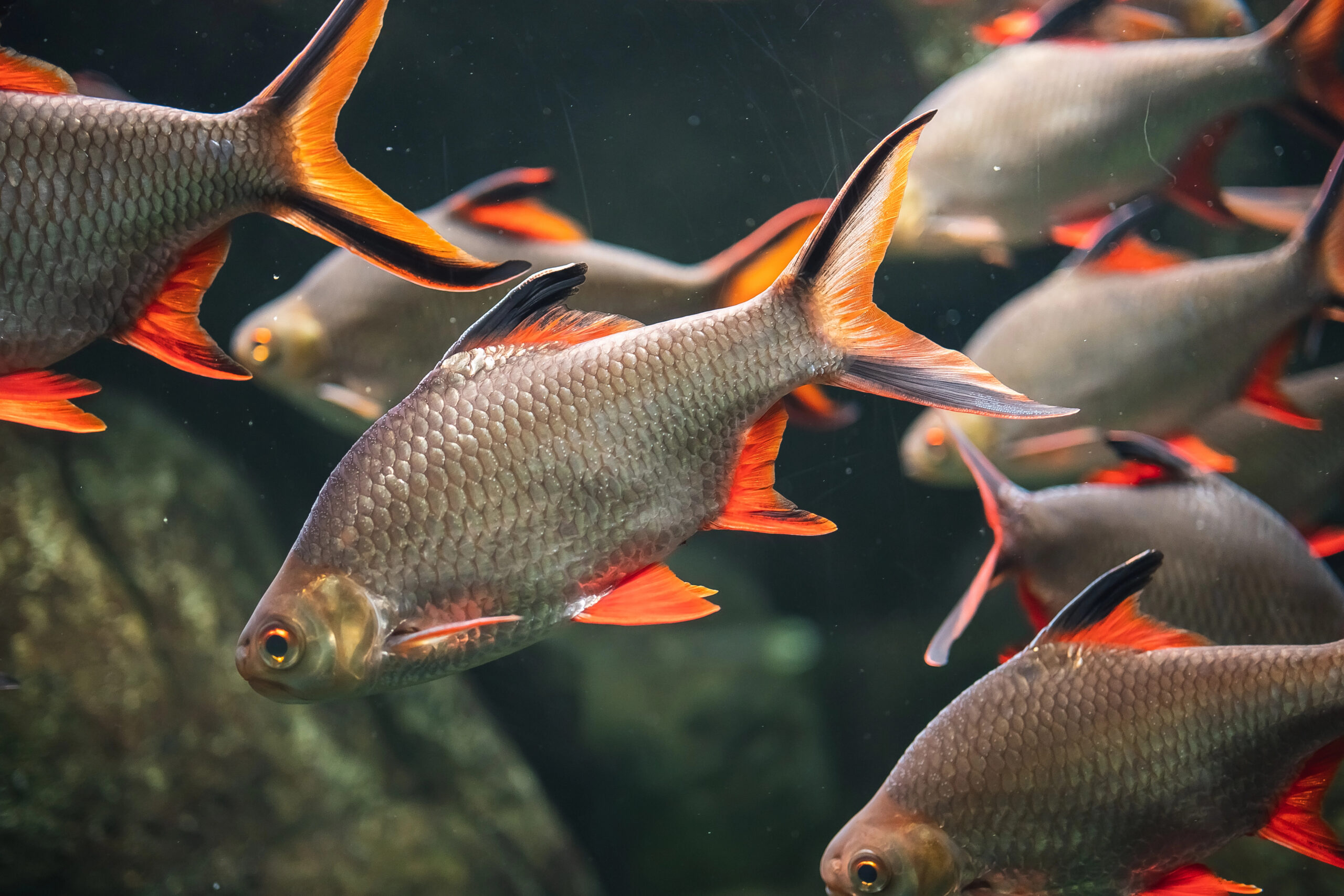 Barbonymus,Altus,Â,Red-tailed,Tinfoil,Barb,In,Freshwater,Aquarium A closeup shot of Tinfoil Barbs (Barbonymus schwanenfeldii) in the water.