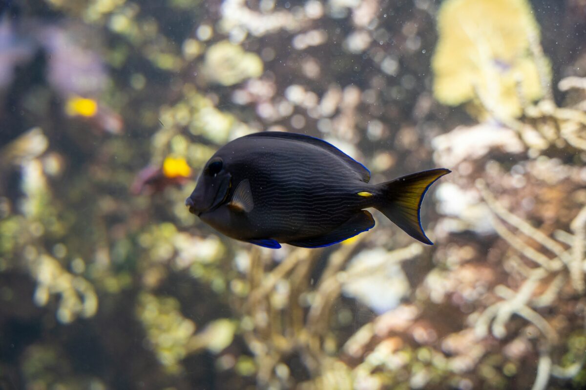 A black fish swimming in water.