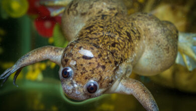 African Clawed Frog