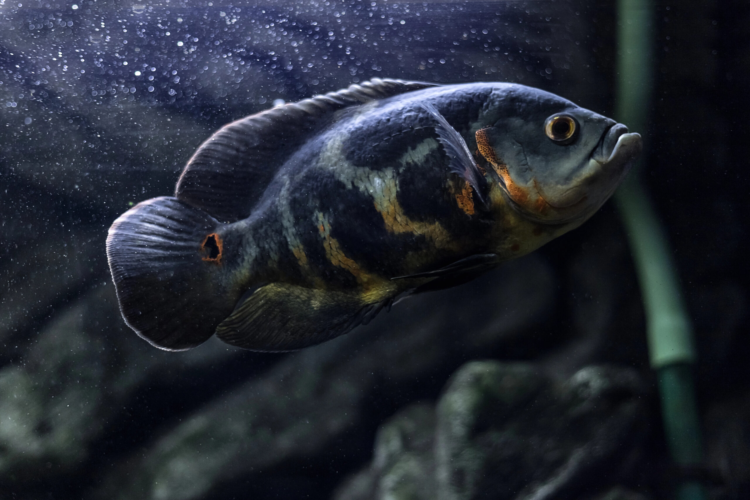 Aquarium fish. Cichlid astronotus, or Oscar. Freshwater fish. Astronotus Tigris. The bright Oscar fish is a South American freshwater fish from the cichlid family.