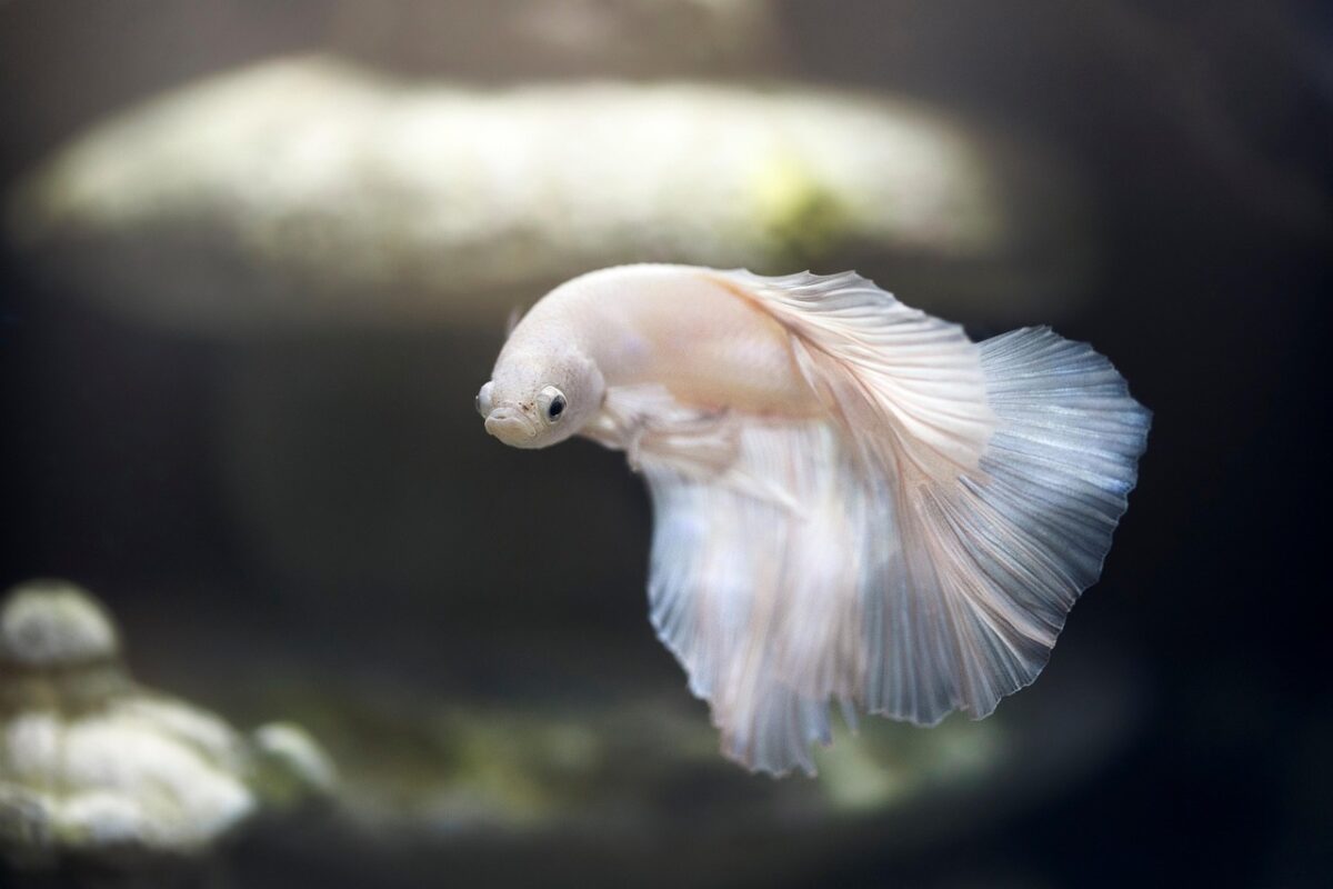 White Siamese fighting fish (betta) underwater in aquarium.