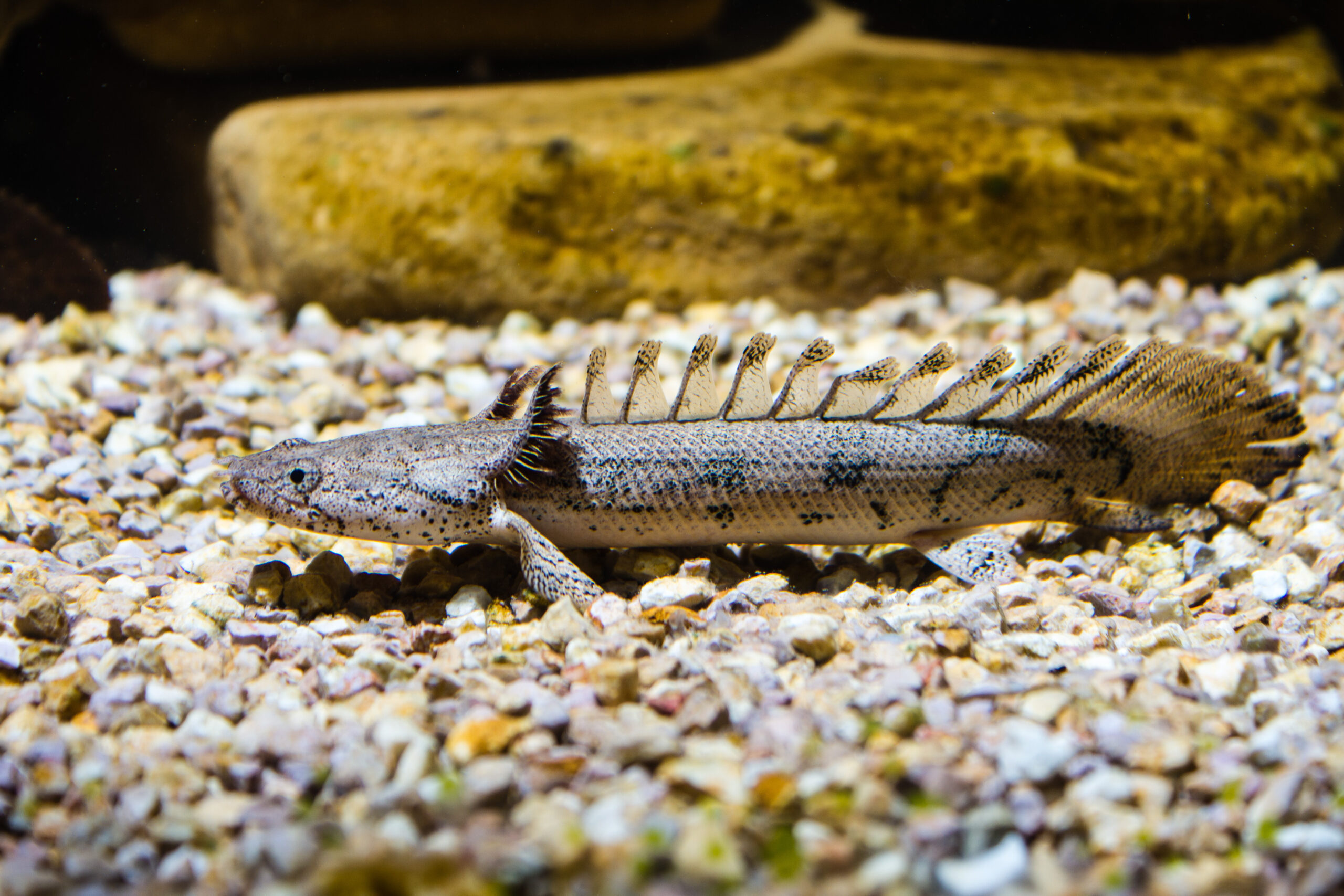 Polypterus,Senegalus,Fish,(enguia,Dinossauro) Armoured Bichir or Banded Bichir (Polypterus delhezi) ornamental fish from Congo river.