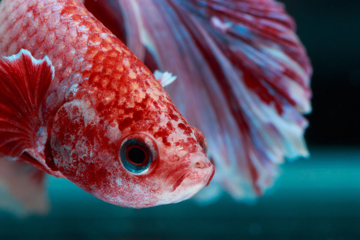 Betta fish macro, close up